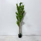 5ft Artificial Bamboo Plant