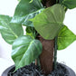 4ft Artificial Potted Plant