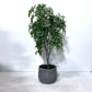6ft Artificial Ficus Tree