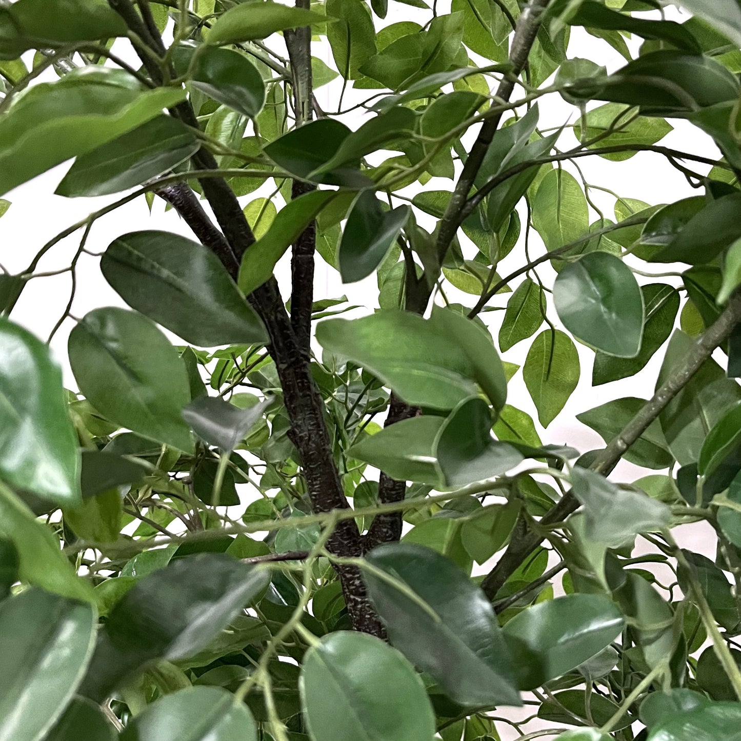 6ft Artificial Ficus Tree