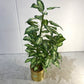 Dieffenbachia Artificial Plant