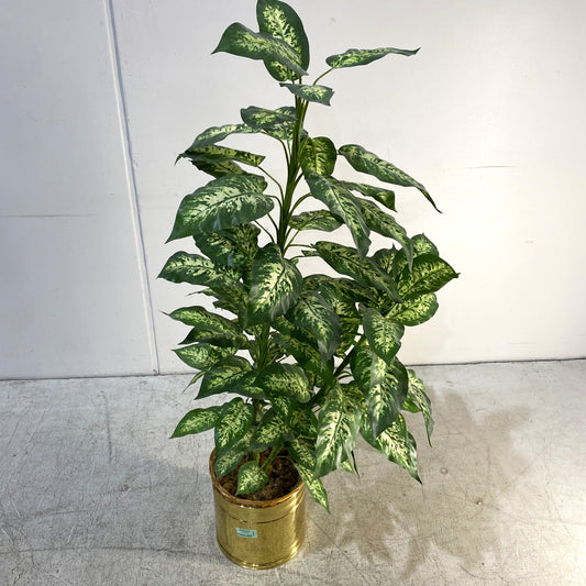 Dieffenbachia Artificial Plant