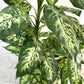Dieffenbachia Artificial Plant