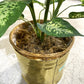 Dieffenbachia Artificial Plant