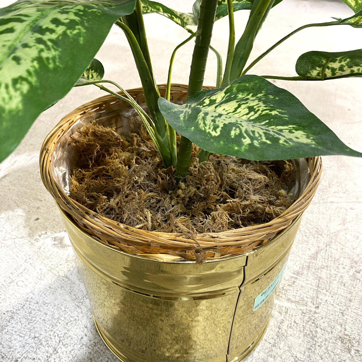 Dieffenbachia Artificial Plant