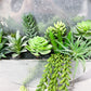 Succulent Wall Art