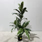 Artificial Cordyline Plant