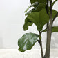Fiddle Leaf Artificial Plant