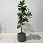 Fiddle Leaf Artificial Plant