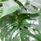 1.8ft Artificial Monstera Plant